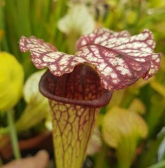 Sarracenia Hybrid H 34 Moorei X Readii A. Slack